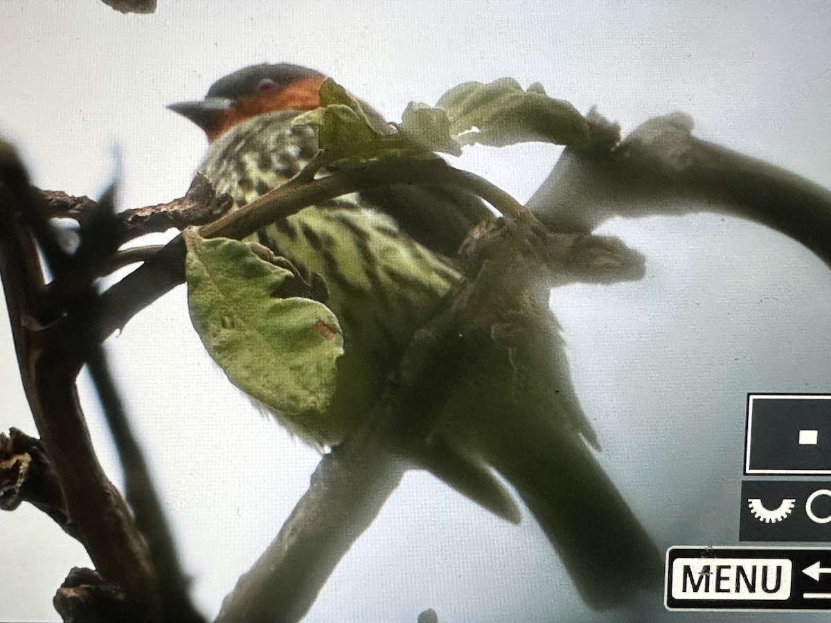 Chestnut-crested Cotinga - ML646370335