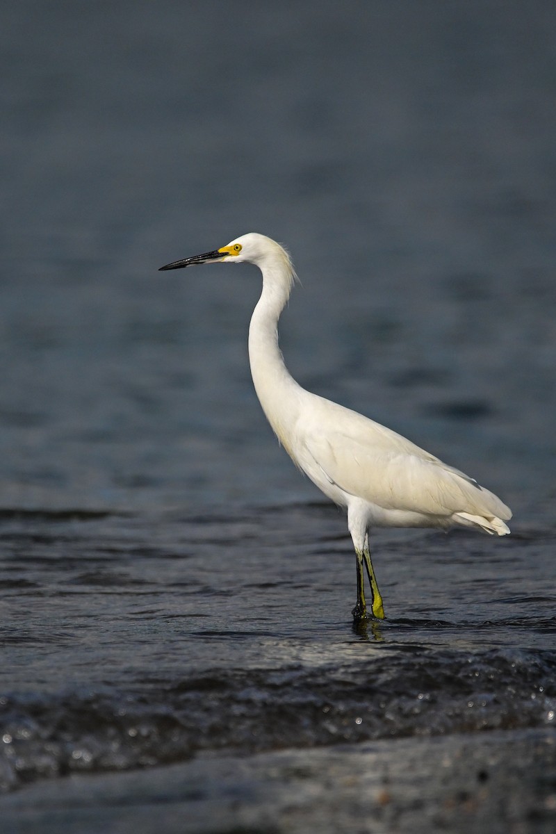 Garceta Nívea - ML646370336