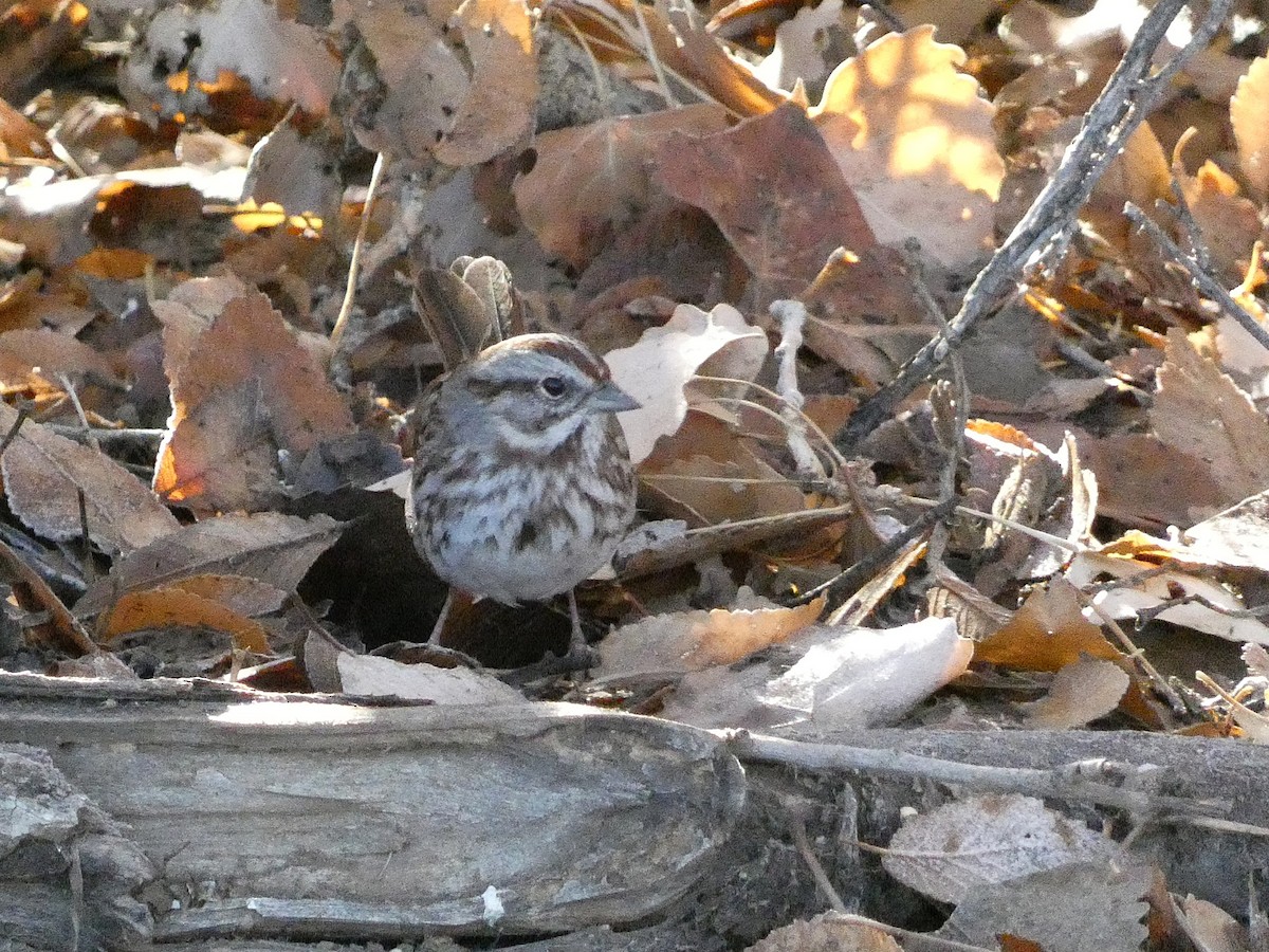 Chingolo Cantor - ML646370338