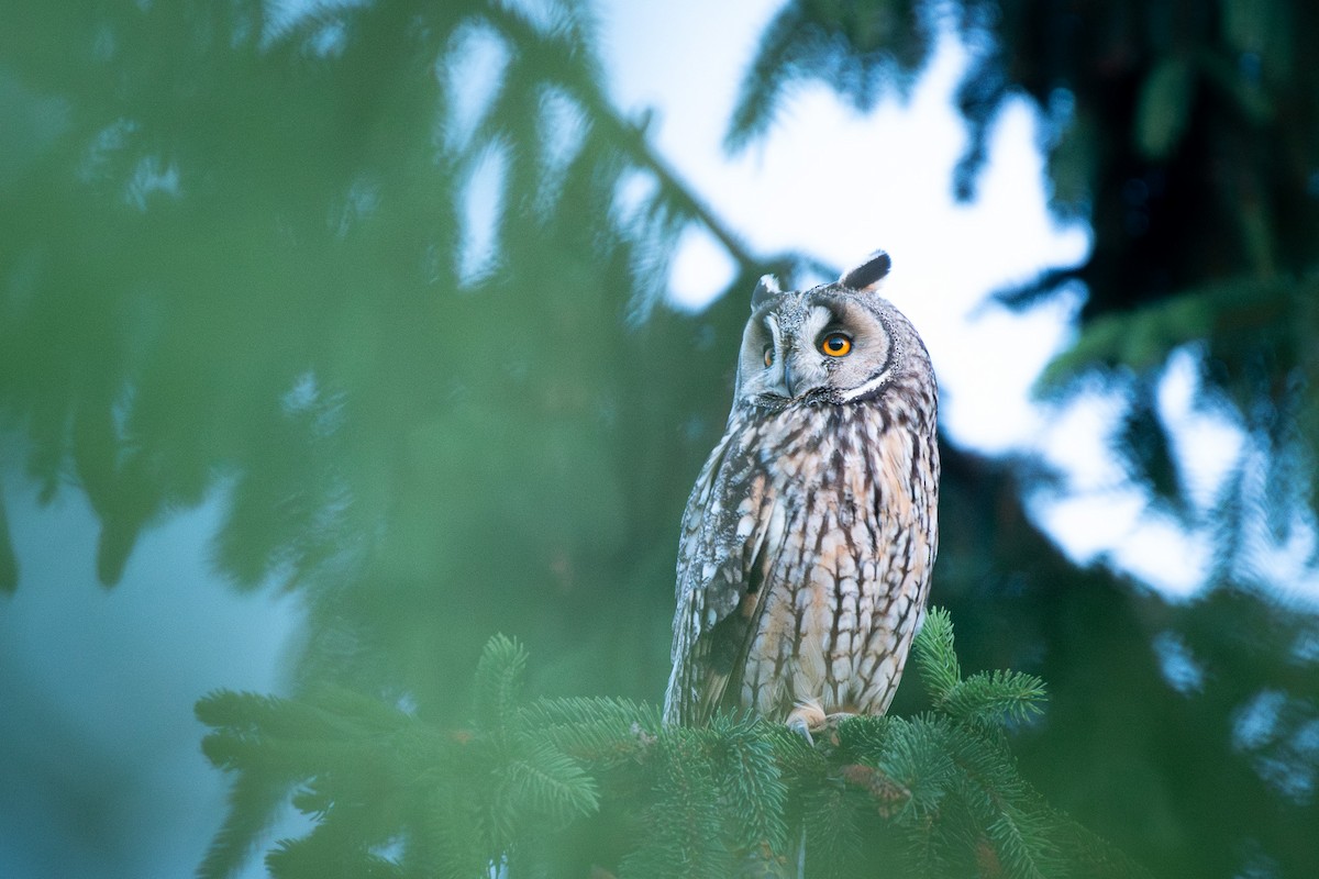 Búho Chico - ML646370339