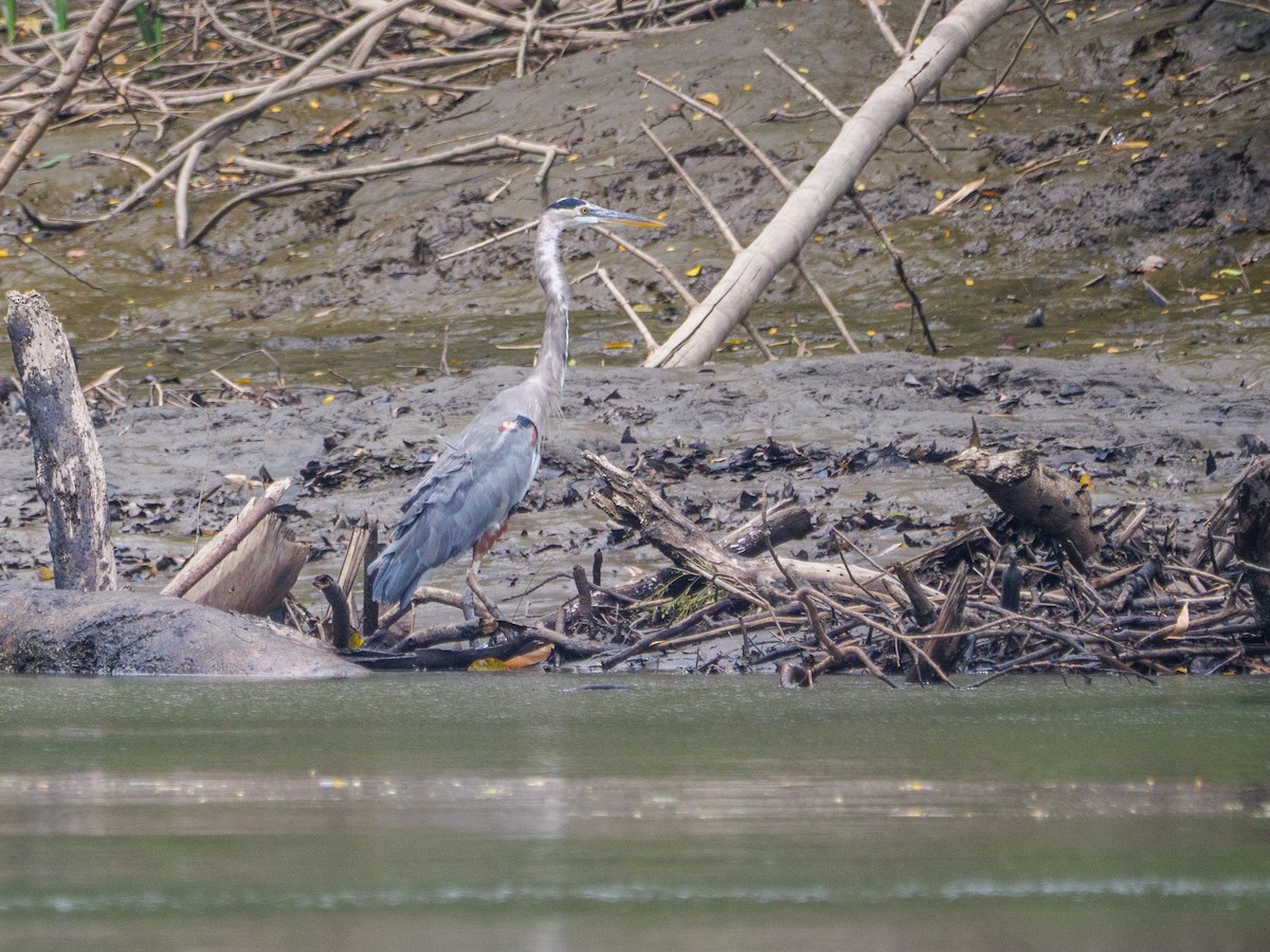 Great Blue Heron - ML646370340