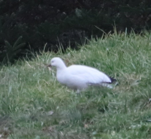 Ross's Goose - ML646370341