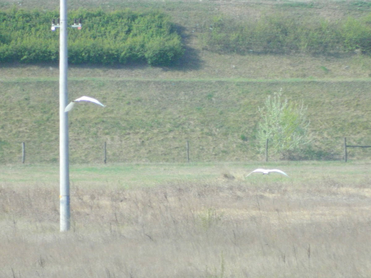 Garceta Grande - ML646370342