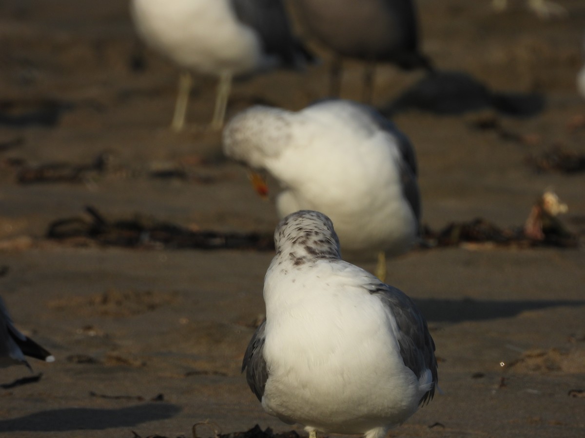 California Gull - ML646370343