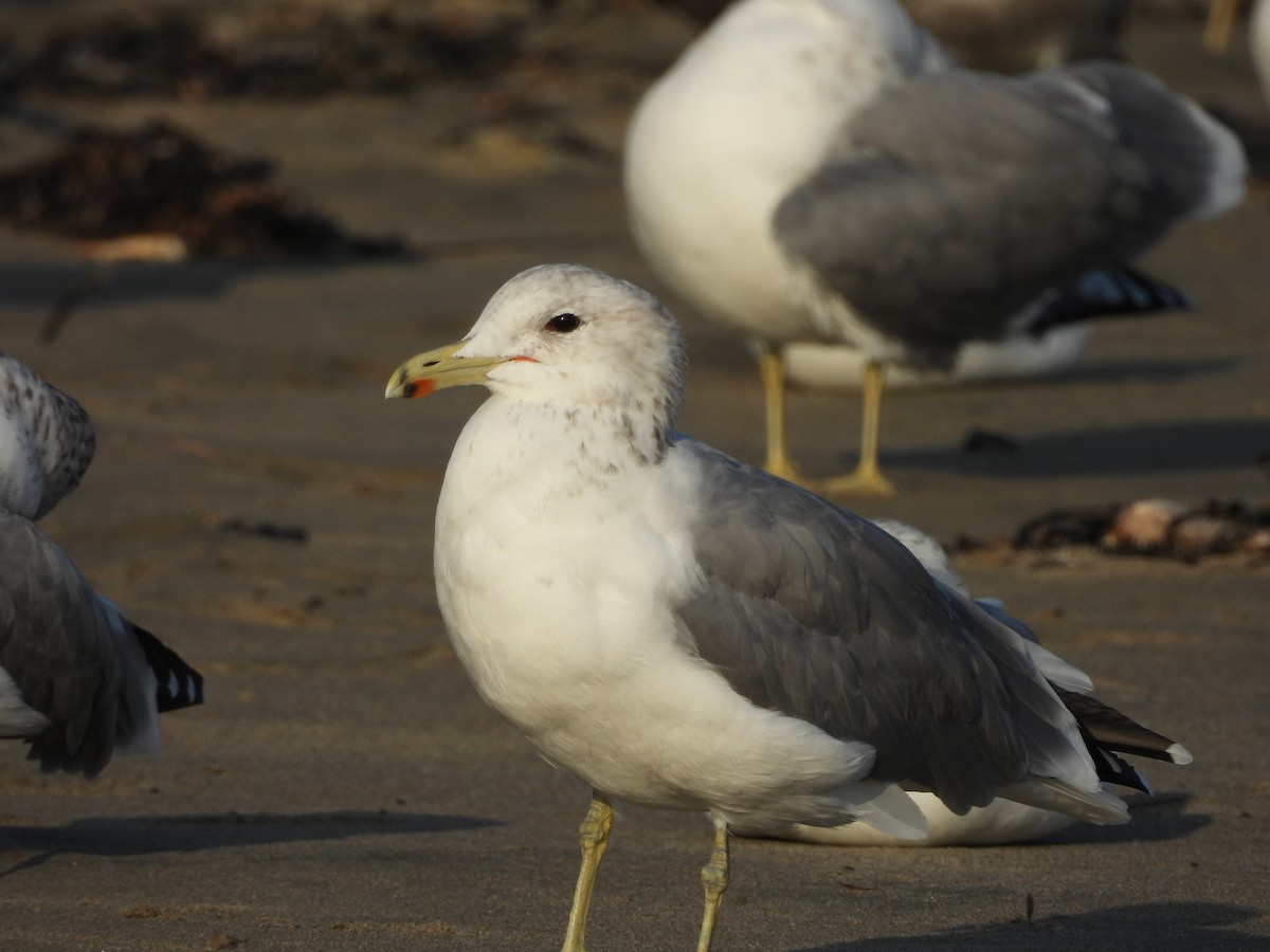 Gaviota Californiana - ML646370344