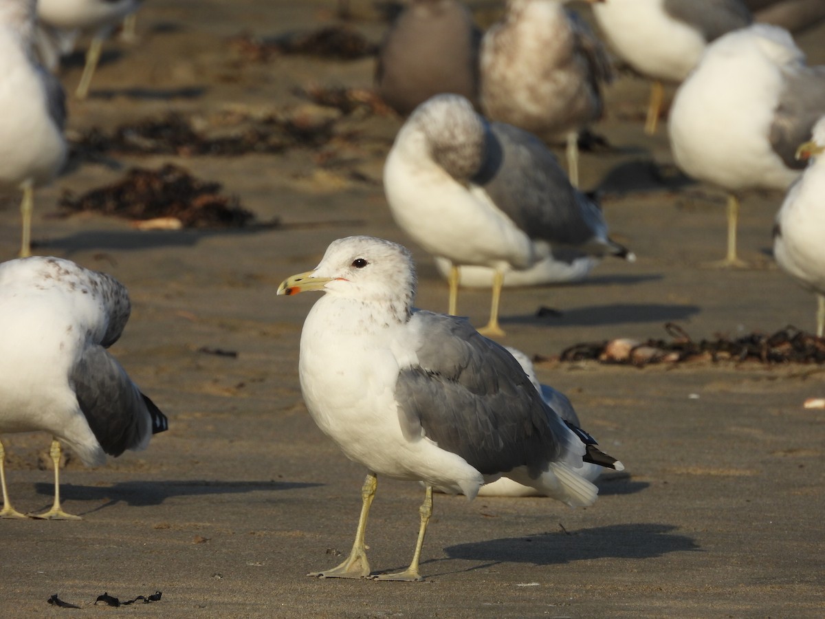 California Gull - ML646370345