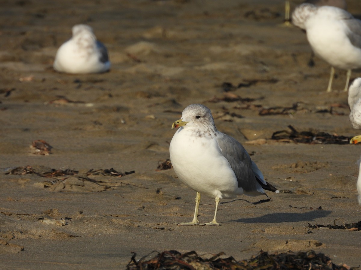 California Gull - ML646370346