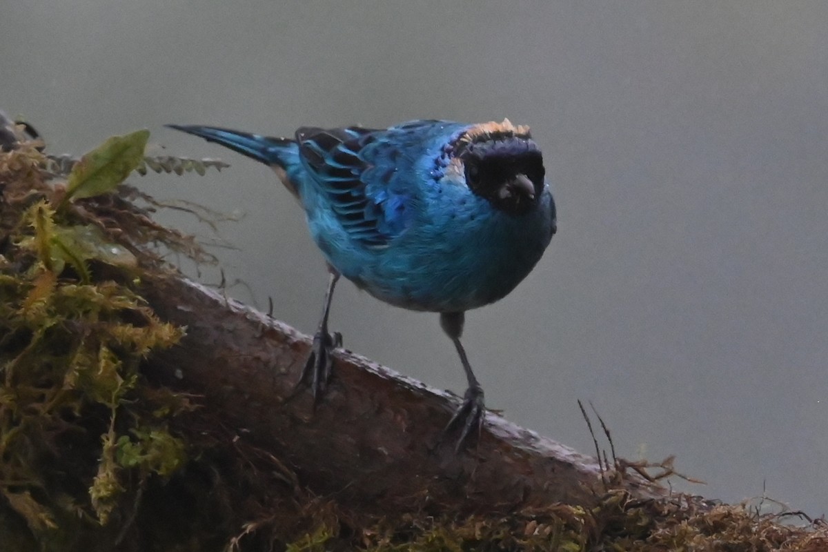 Tangara Nuquirrufa - ML646370348