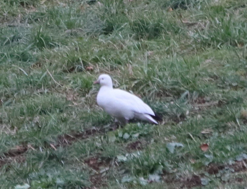 Ross's Goose - ML646370349
