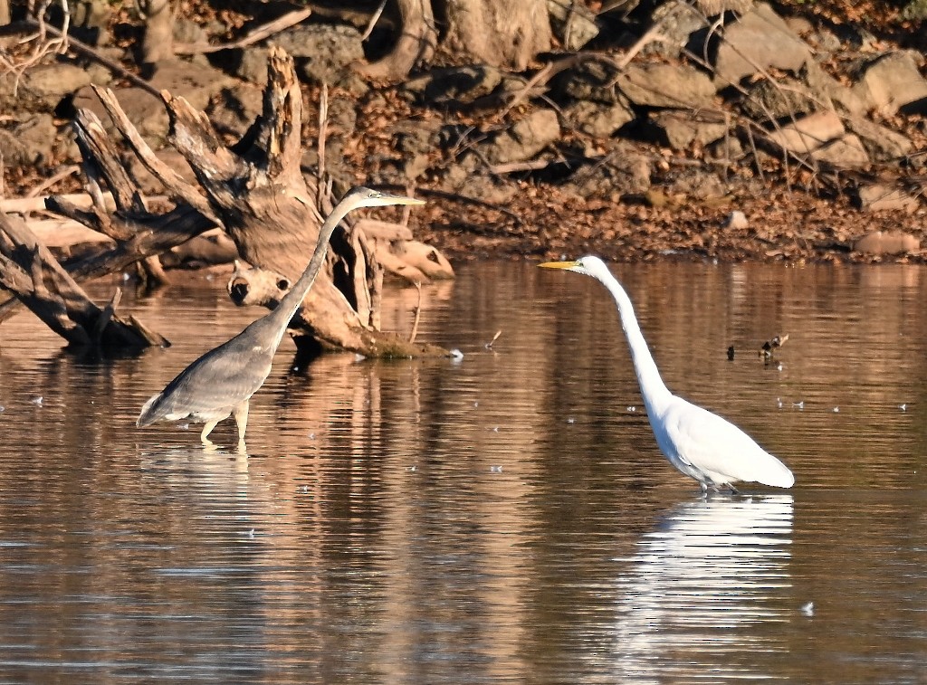 Garza Azulada - ML646370350