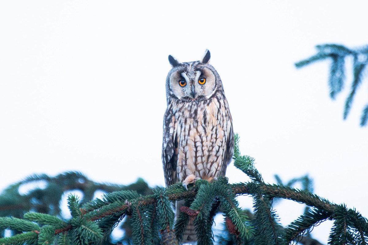 Búho Chico - ML646370351