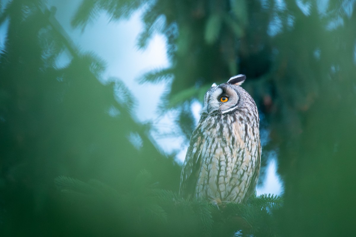 Búho Chico - ML646370352