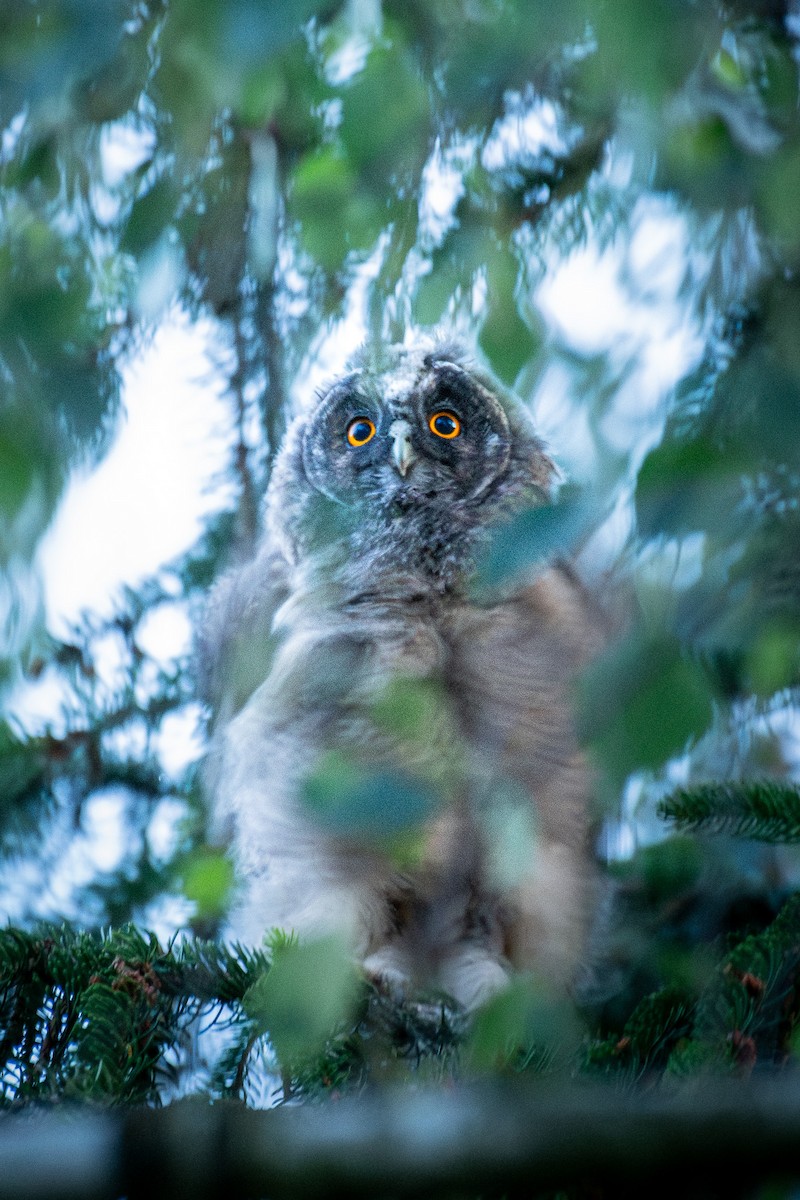 Long-eared Owl - ML646370353