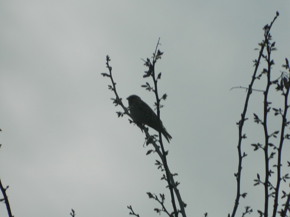 Escribano Triguero - ML646370354