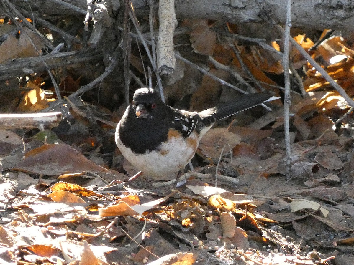 Spotted Towhee - ML646370356