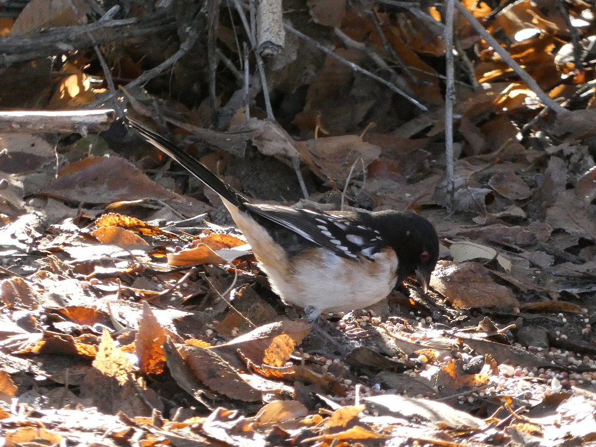 Spotted Towhee - ML646370357