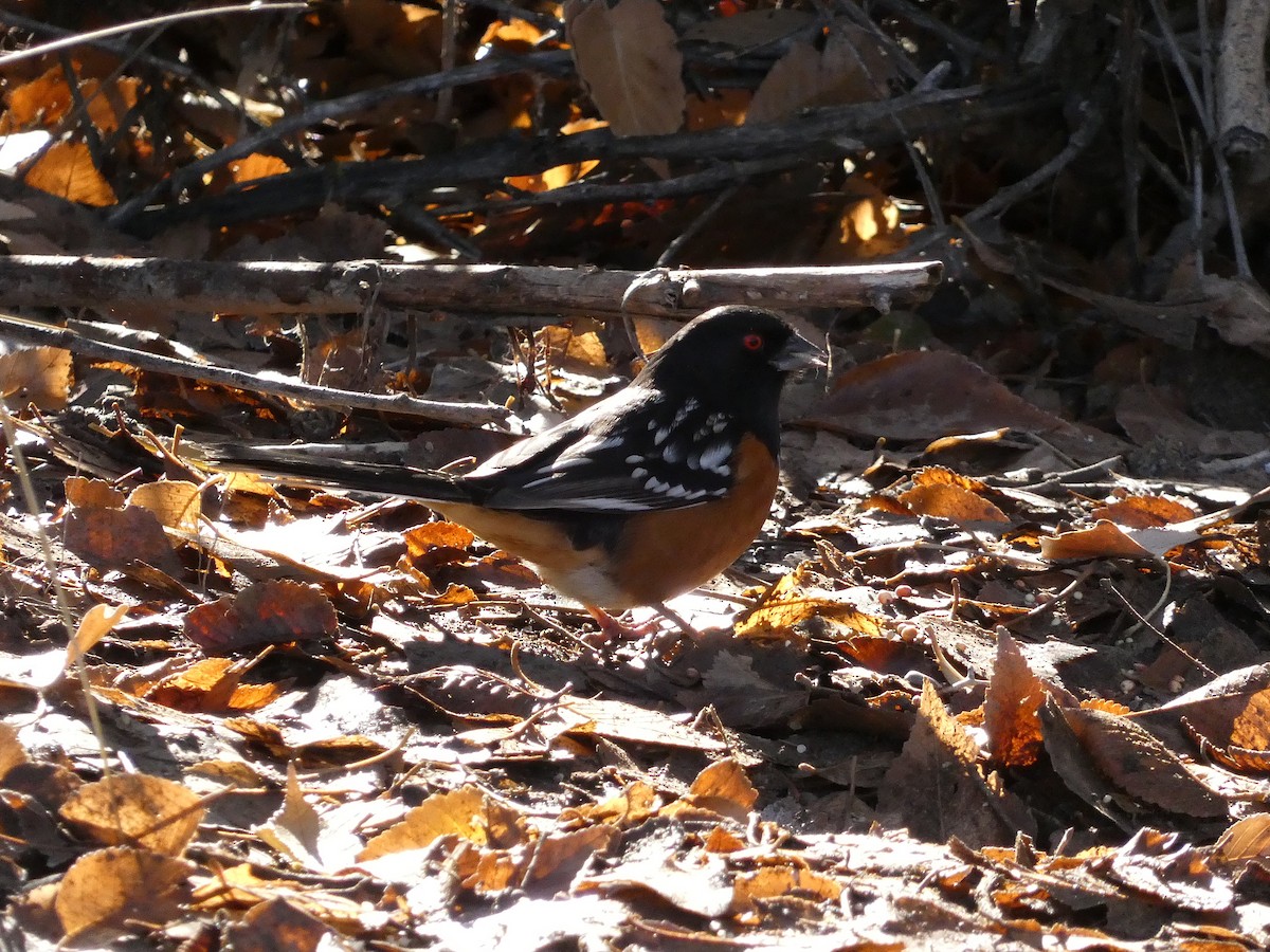 Spotted Towhee - ML646370358