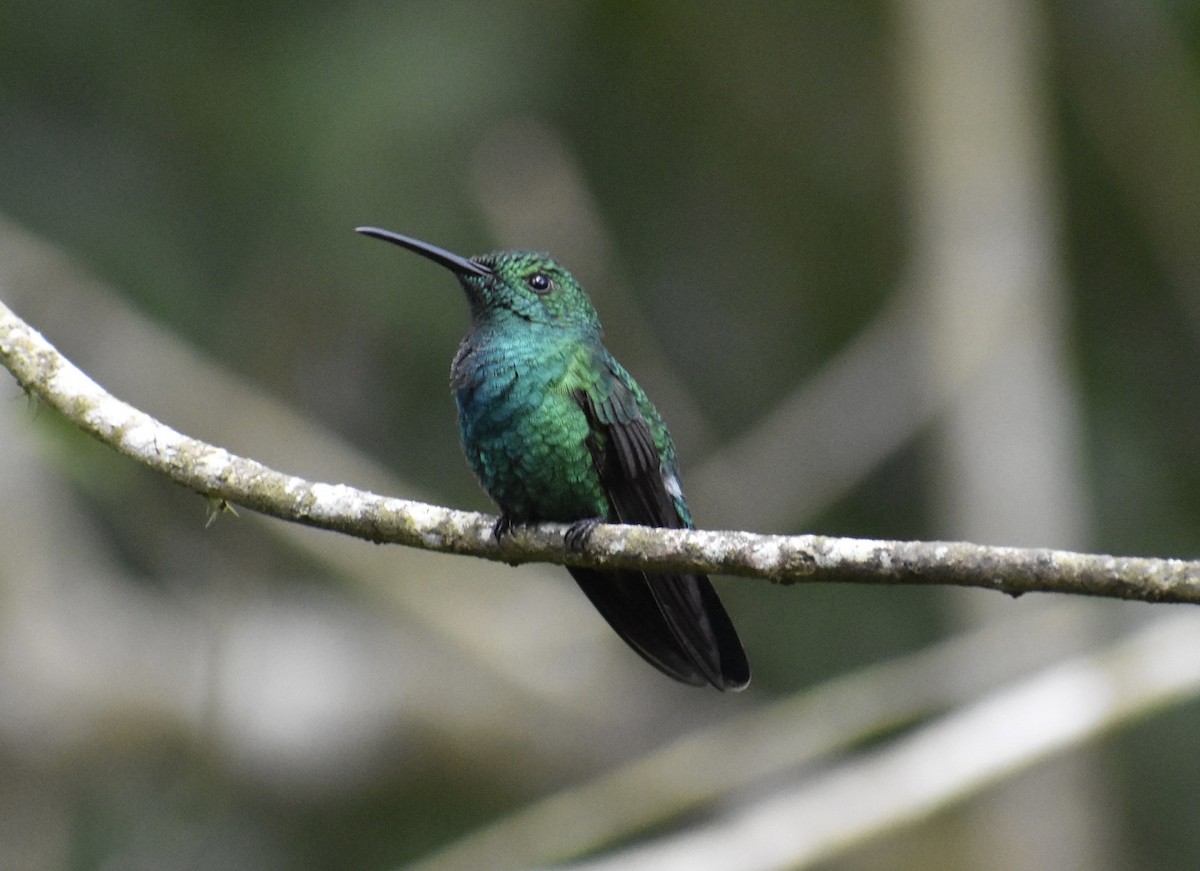 Green Mango - ML646370359