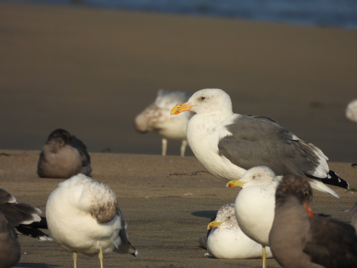 Western Gull - ML646370360