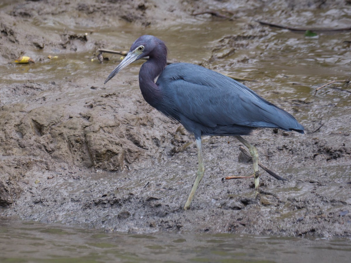 Little Blue Heron - ML646370361