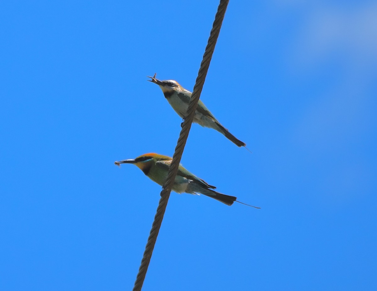Rainbow Bee-eater - ML646370366
