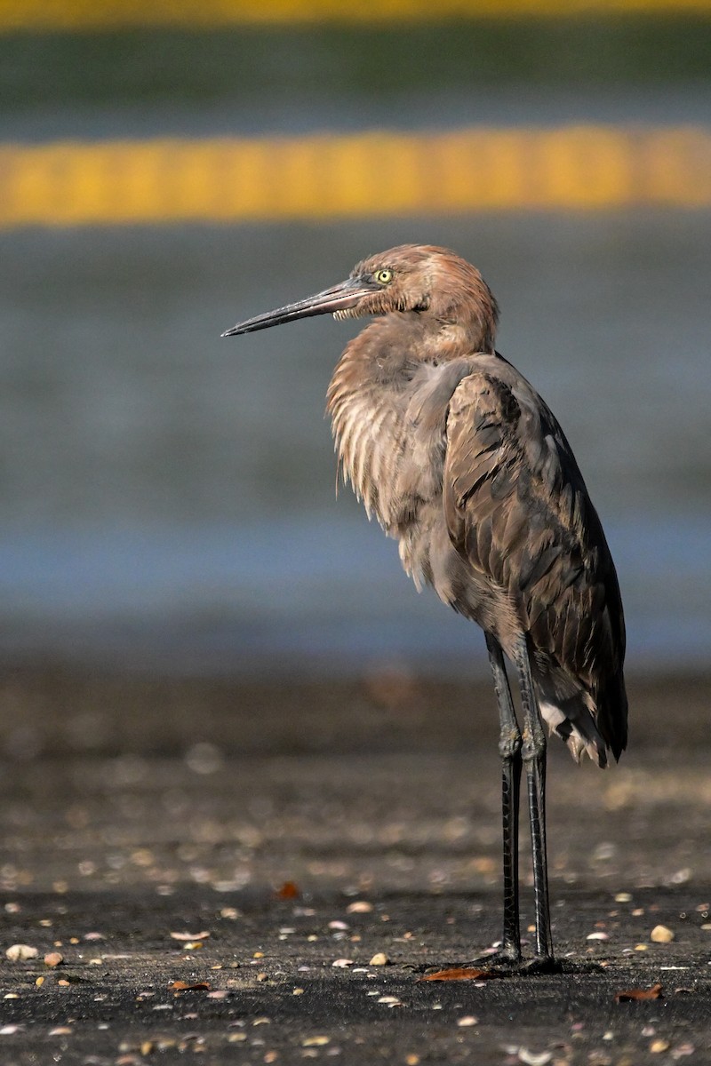 アカクロサギ - ML646370369