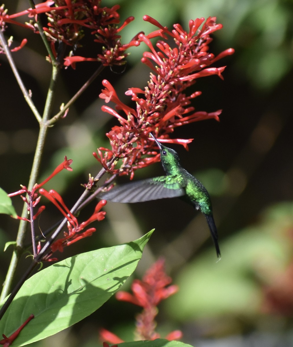 Puerto Rican Emerald - ML646370370