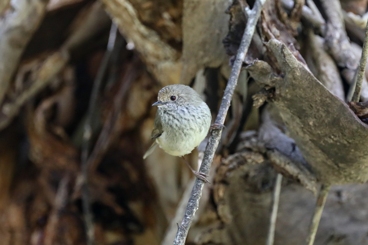 Brown Thornbill - ML646370377