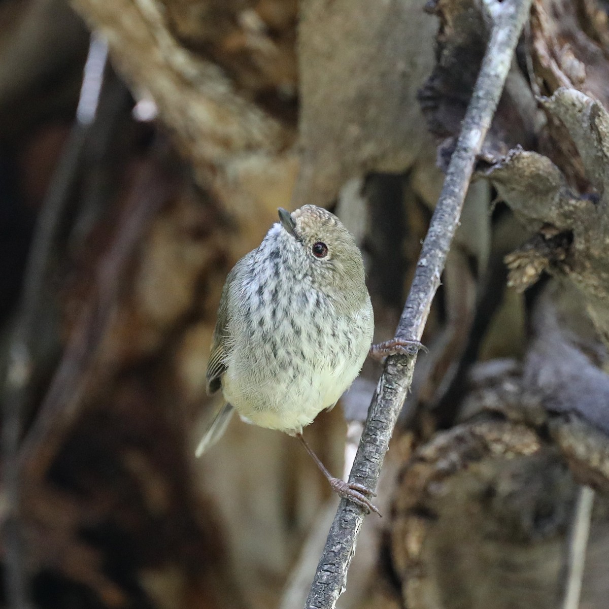 Brown Thornbill - ML646370378