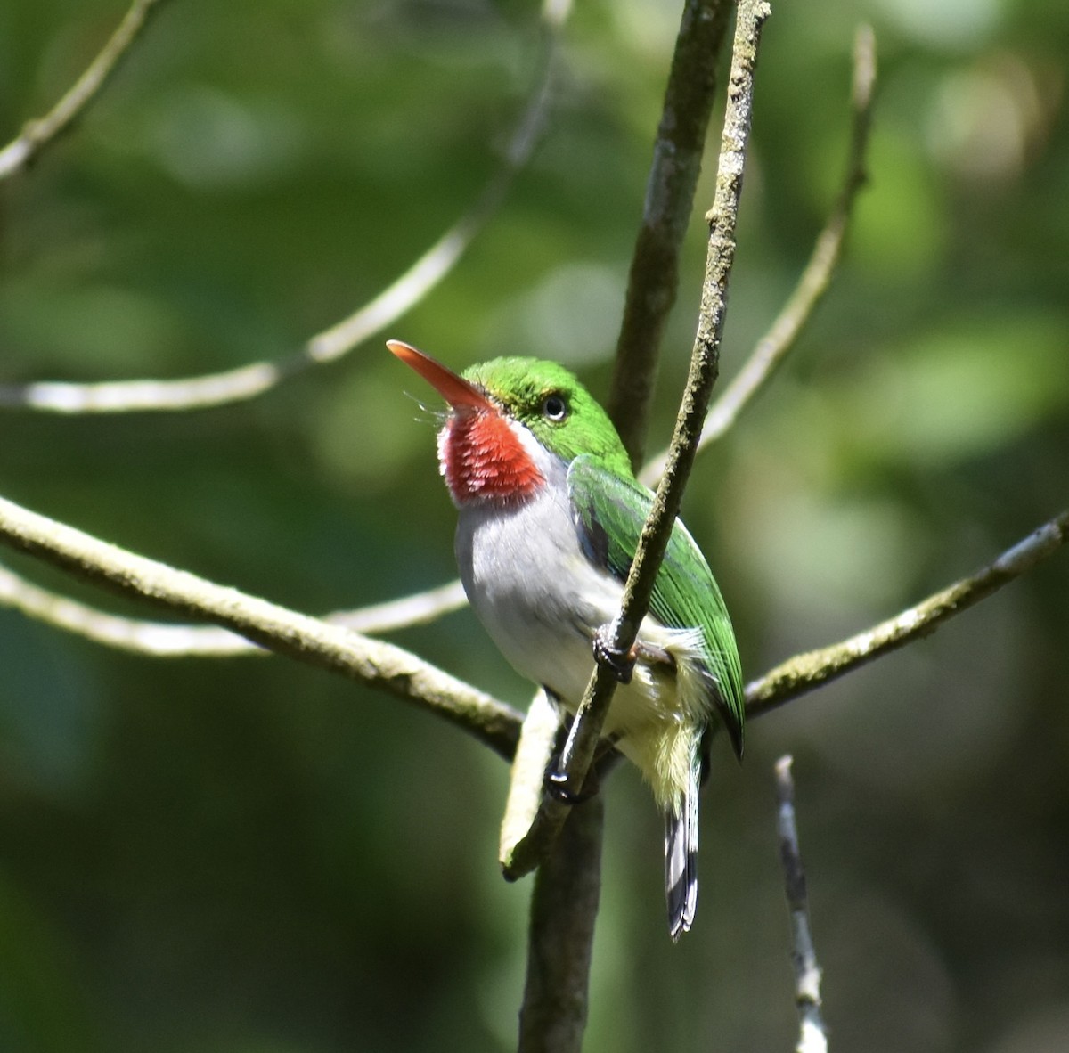 Puerto Rican Tody - ML646370379