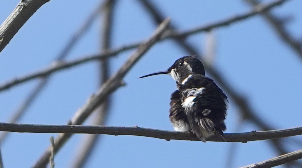 White-bellied Woodstar - ML646370380