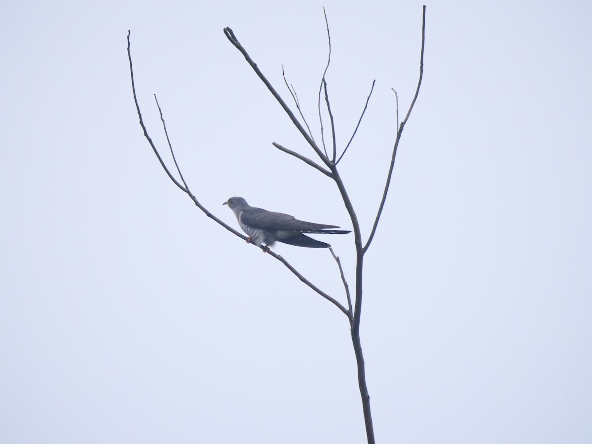 Common Cuckoo - ML646370381