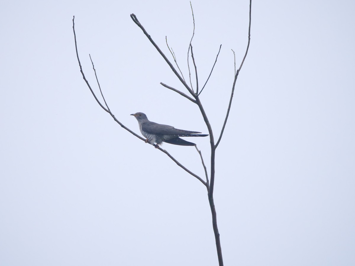 Common Cuckoo - ML646370382