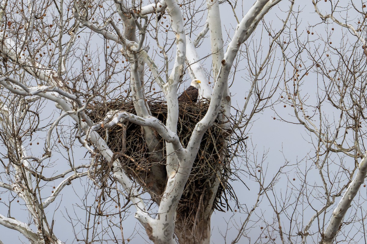 Bald Eagle - ML646370388