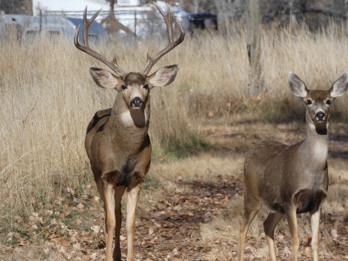 Animals - ML646370399