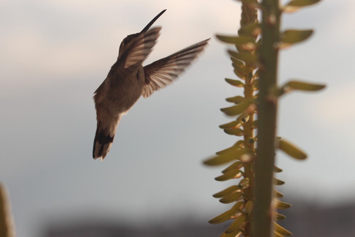 Oasis Hummingbird - ML646370401