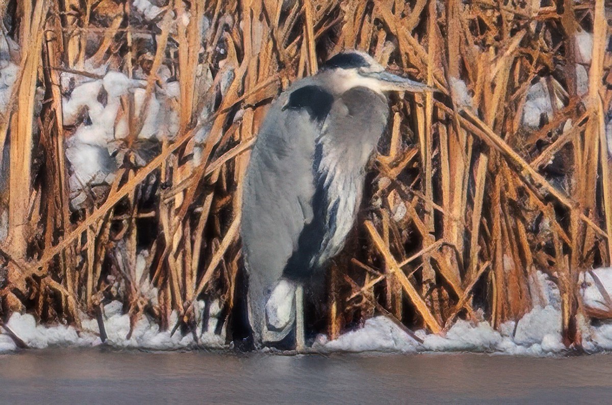 Great Blue Heron - ML646370403