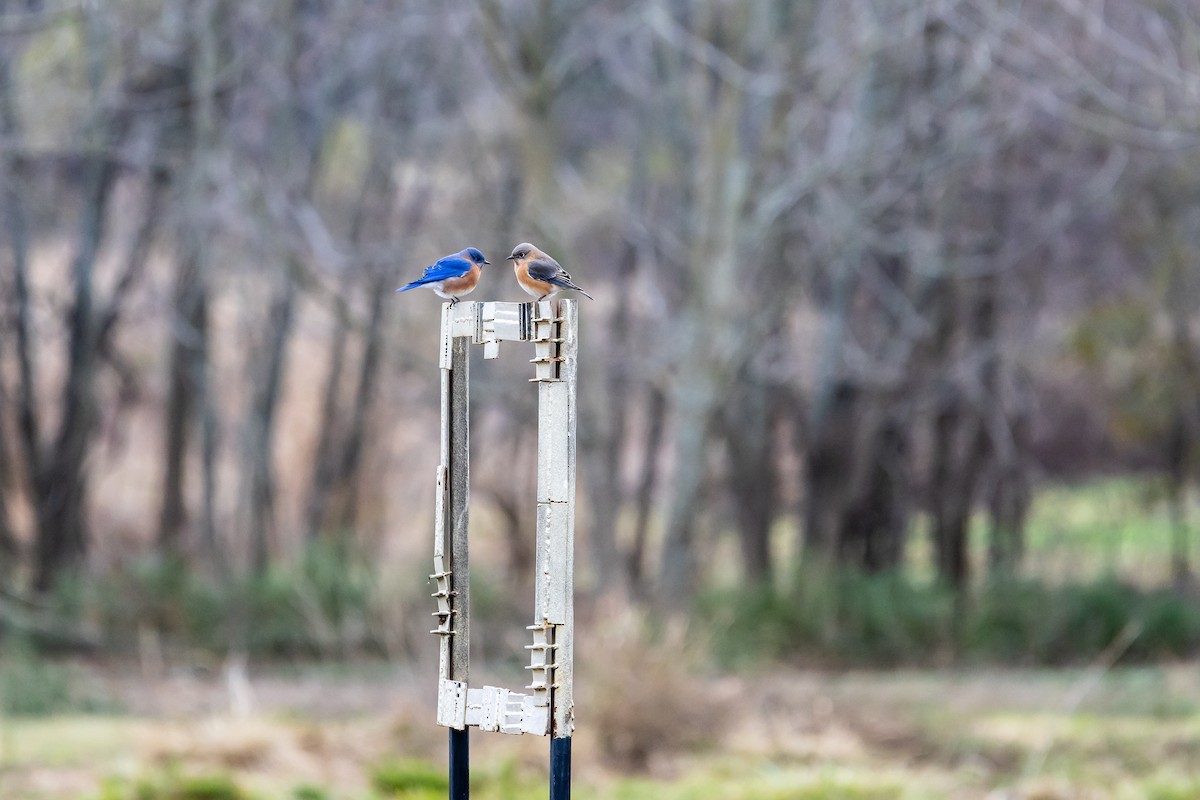 Блакитник східний - ML646370404