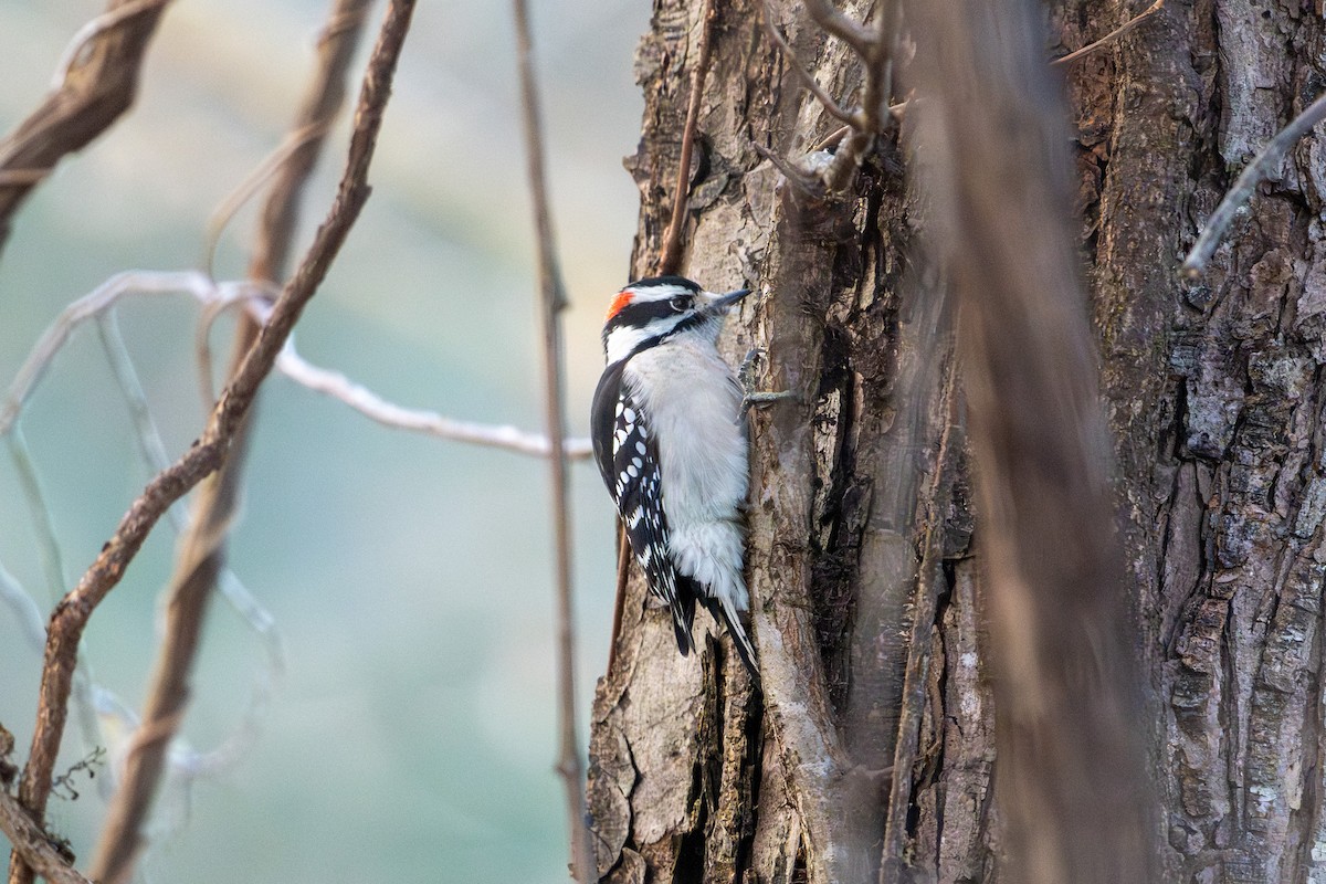 Downy Woodpecker - ML646370405