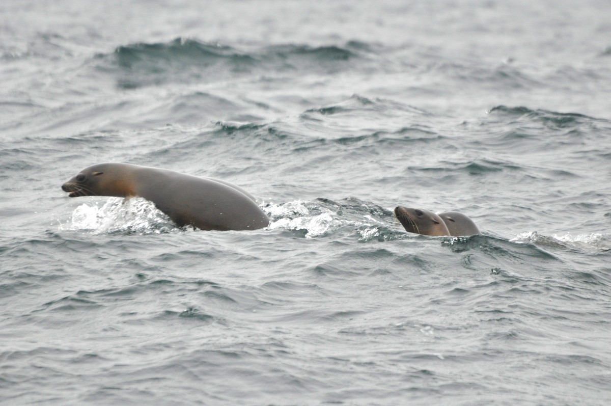 California Sea Lion - ML646370407