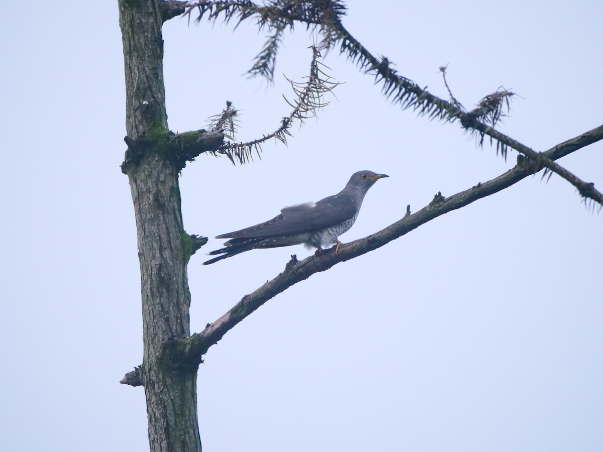 Common Cuckoo - ML646370409