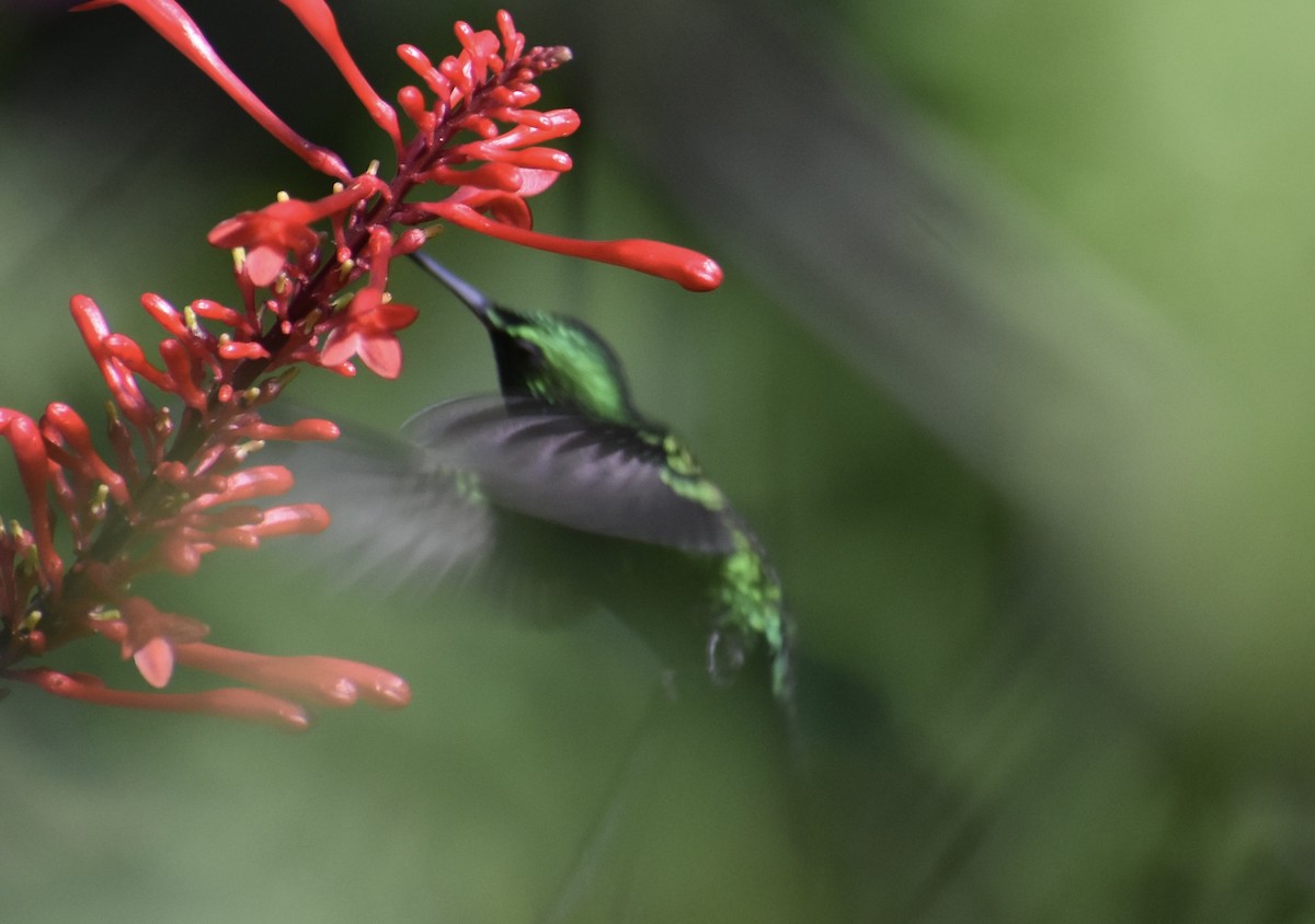 Puerto Rican Emerald - ML646370416