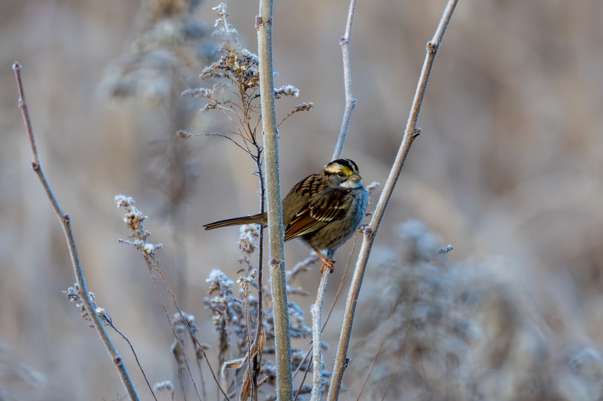 White-throated Sparrow - ML646370417