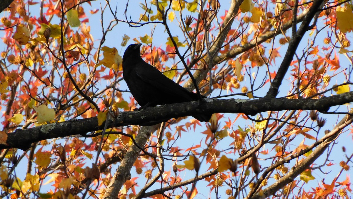 American Crow - ML646370420