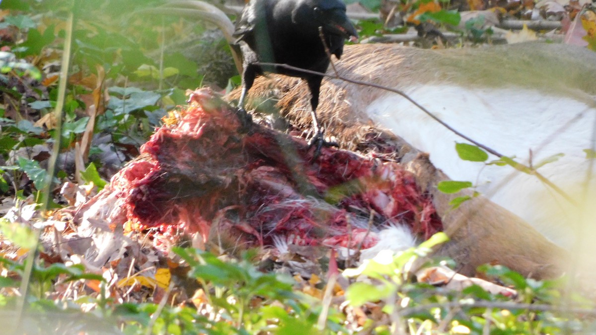 American Crow - ML646370421