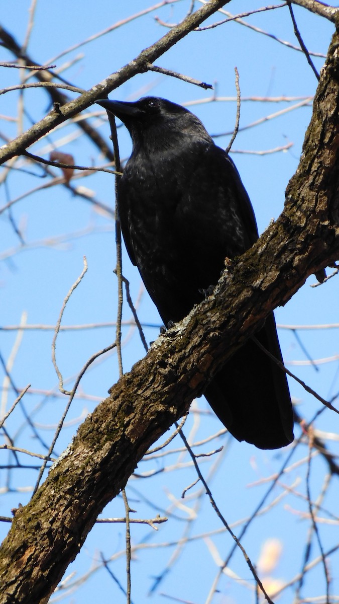 American Crow - ML646370422