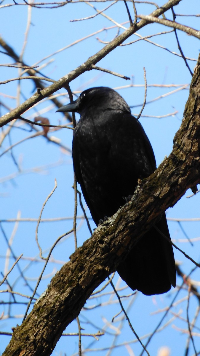 American Crow - ML646370423