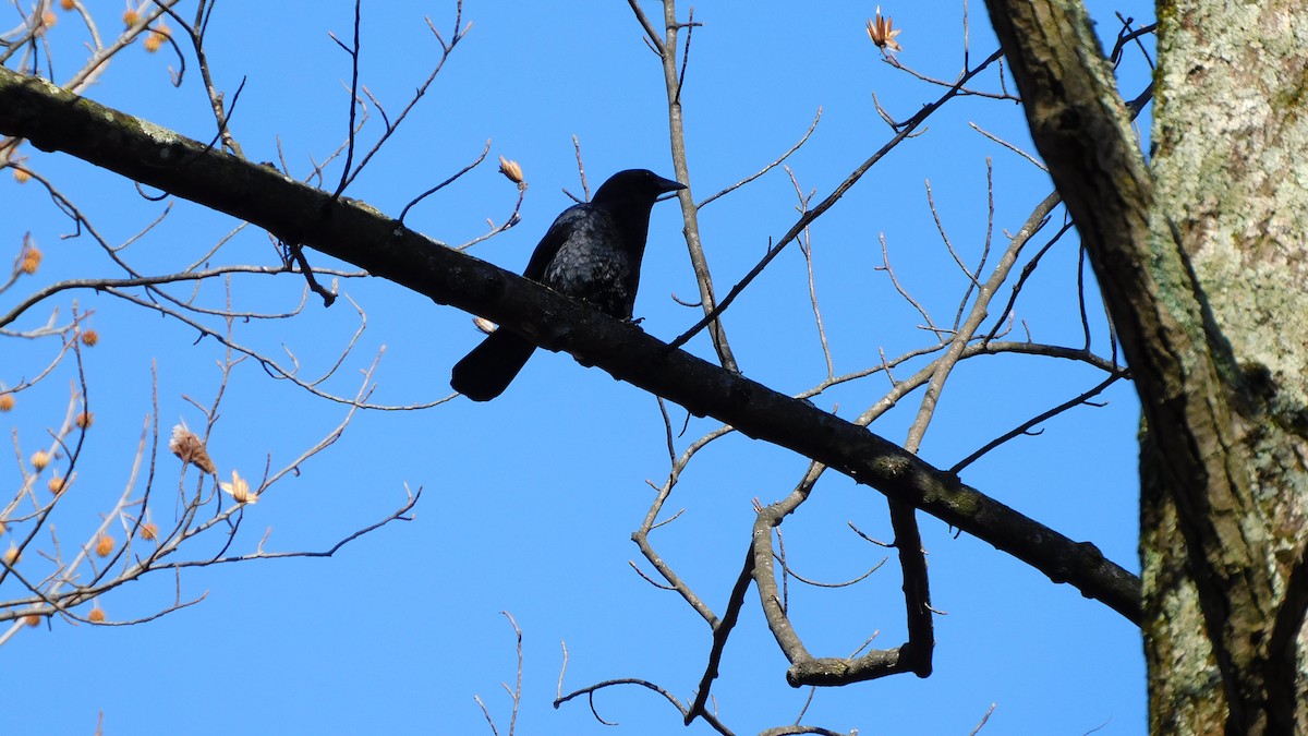 American Crow - ML646370424
