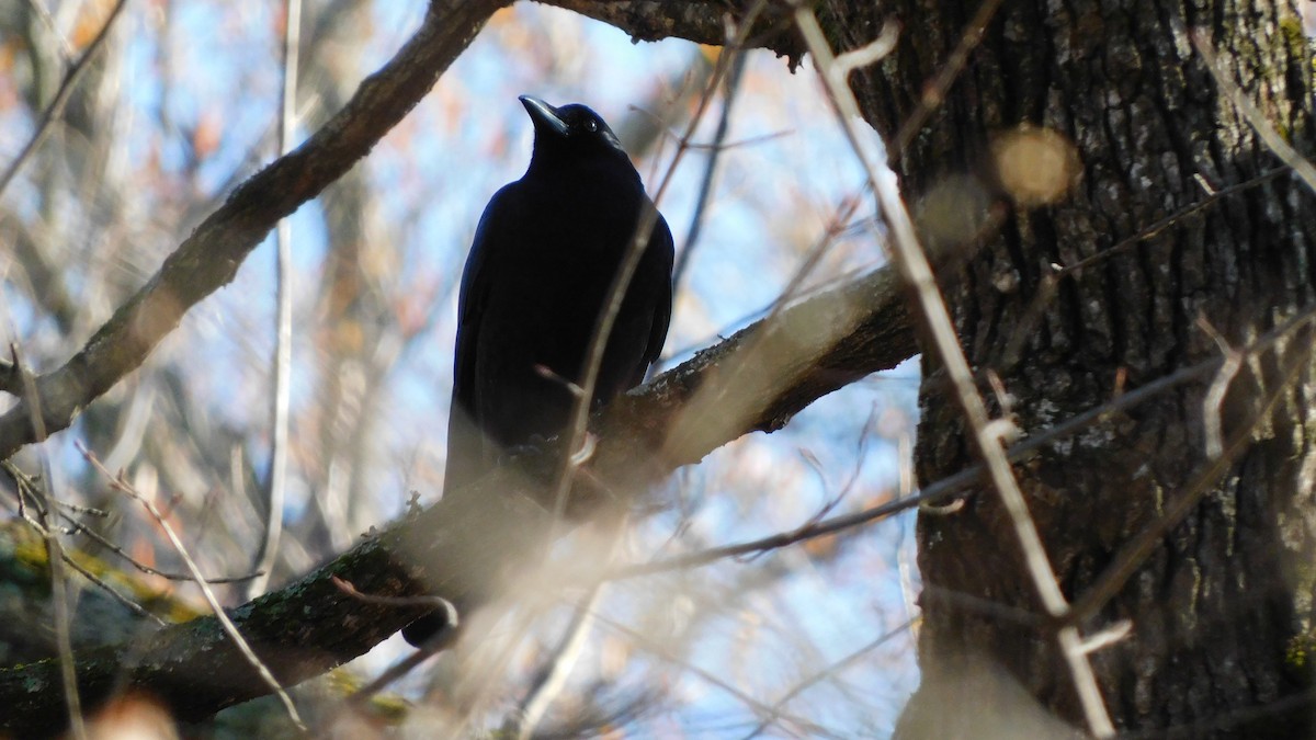 American Crow - ML646370425