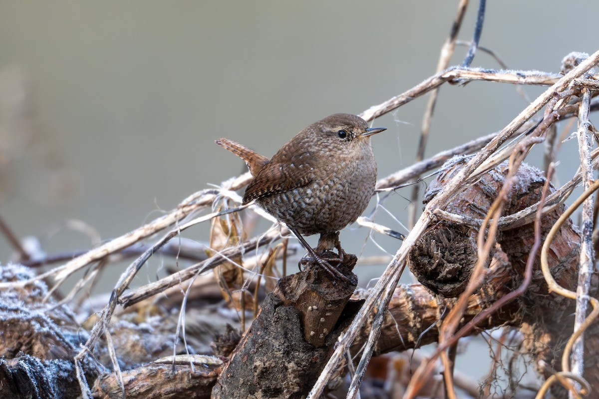 Winter Wren - ML646370427